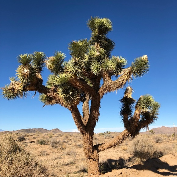 cactusflower29